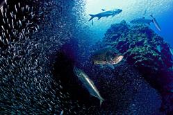 Cayman Islands Scuba Diving Holiday. Grand Cayman Dive Centre. Tarpon feeding on Silversides.